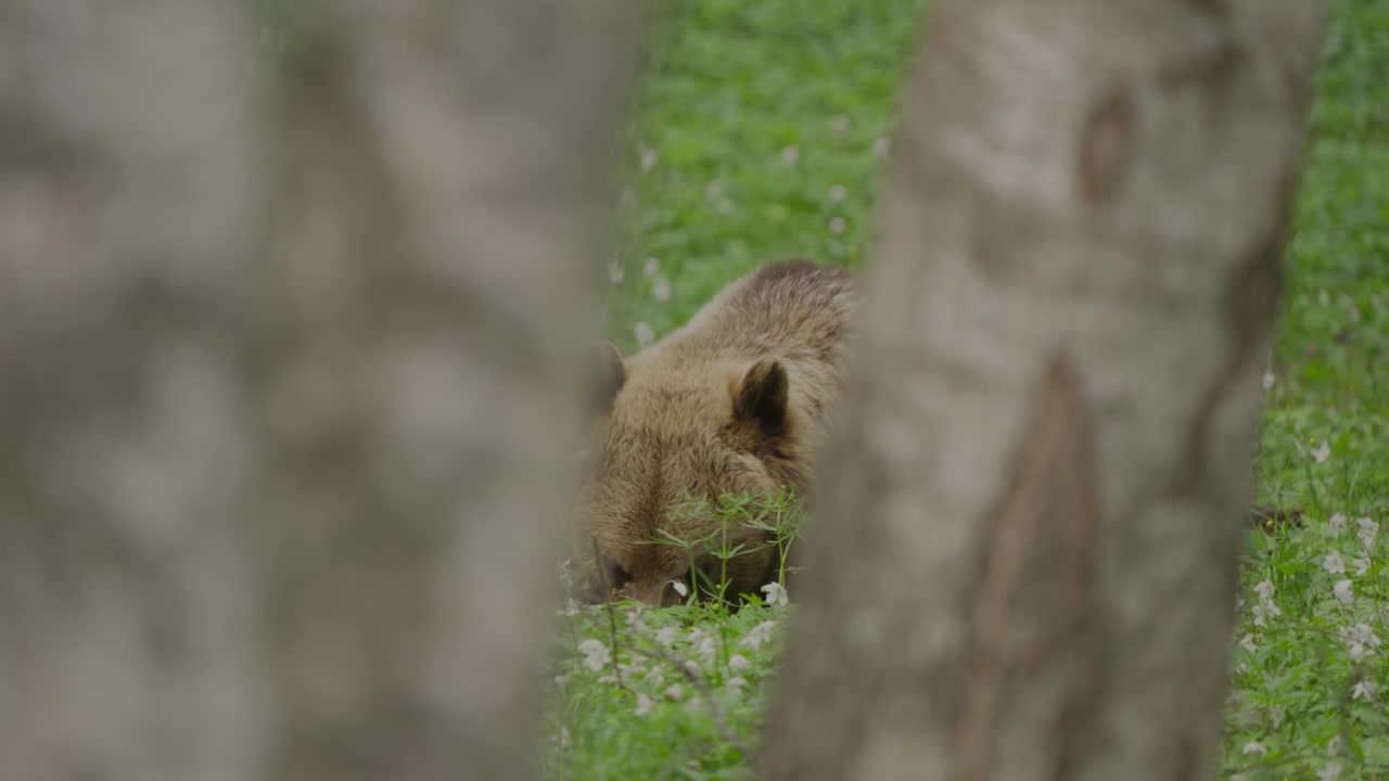 Orso bruno eurasiatico pascola in un prato verde, incorniciato tra due tronchi di betulla argentata sfocati. Scena di fauna selvatica al rallentatore in Estonia con atmosfera forestale naturale