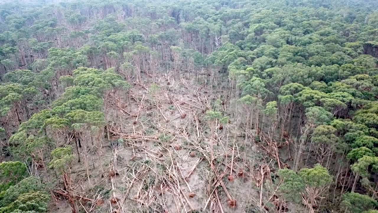 imágenes aéreas inversas de árboles caídos en un bosque cerca de bullarto después de una tormenta el 10 de junio de 2021, victoria, australia