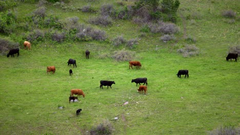 ganado pastando en campo verde