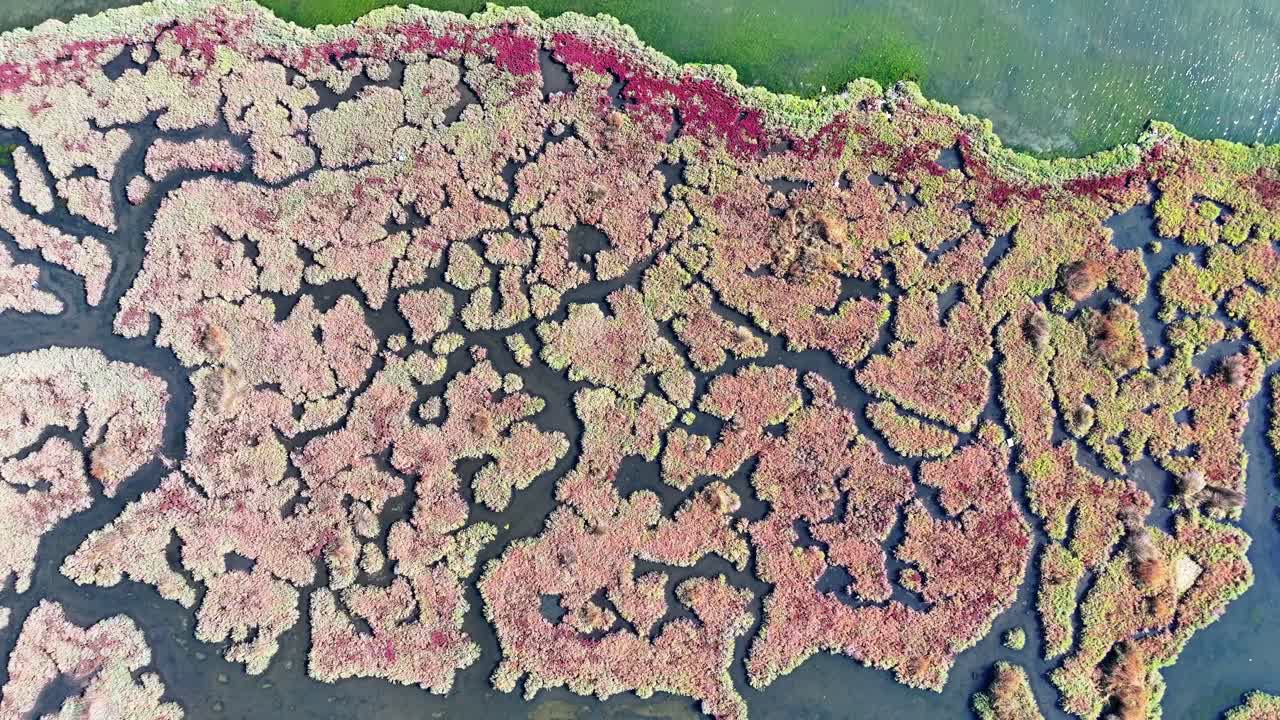 Top-down drone footage showing colorful algae formations creating natural abstract patterns on the water surface