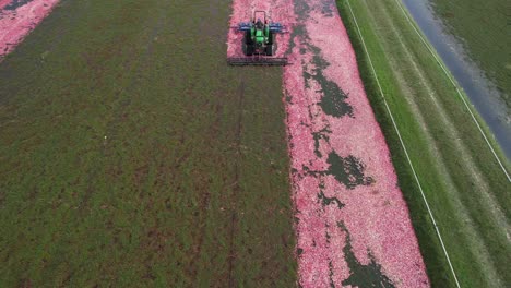 A-harrow-tractor-slowly-works-its-way-through-a-cranberry-bog-gently-knocking-cranberries-off-their-vine-allowing-their-buoyancy-to-float-them-to-the-water's-surface