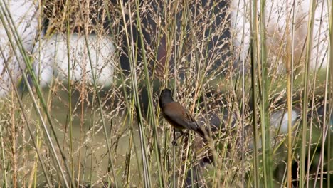 a beautiful dark eyed junco sparrow perched on long grass - close up