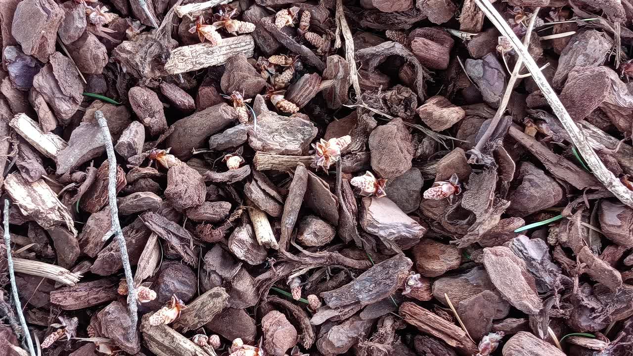 moviéndose lentamente sobre el suelo