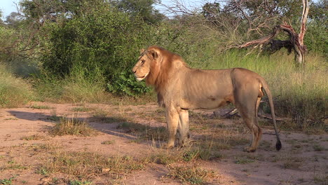 a male lion stands tall and alert as he intently watches something off camera and then walks off in the direction he was looking