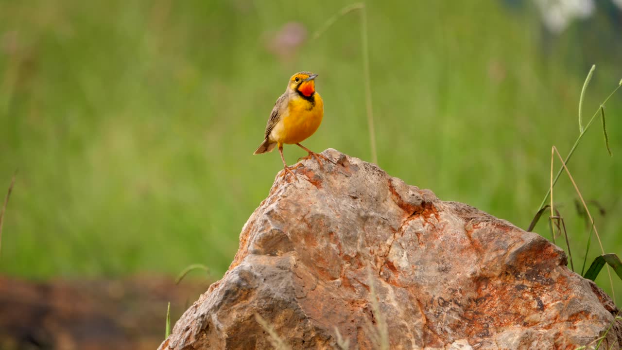 케이프 롱클로는 바위 위에 서서 카메라를 향해 날아가고, 닫히고, 선택적인 초점을 맞춥니다