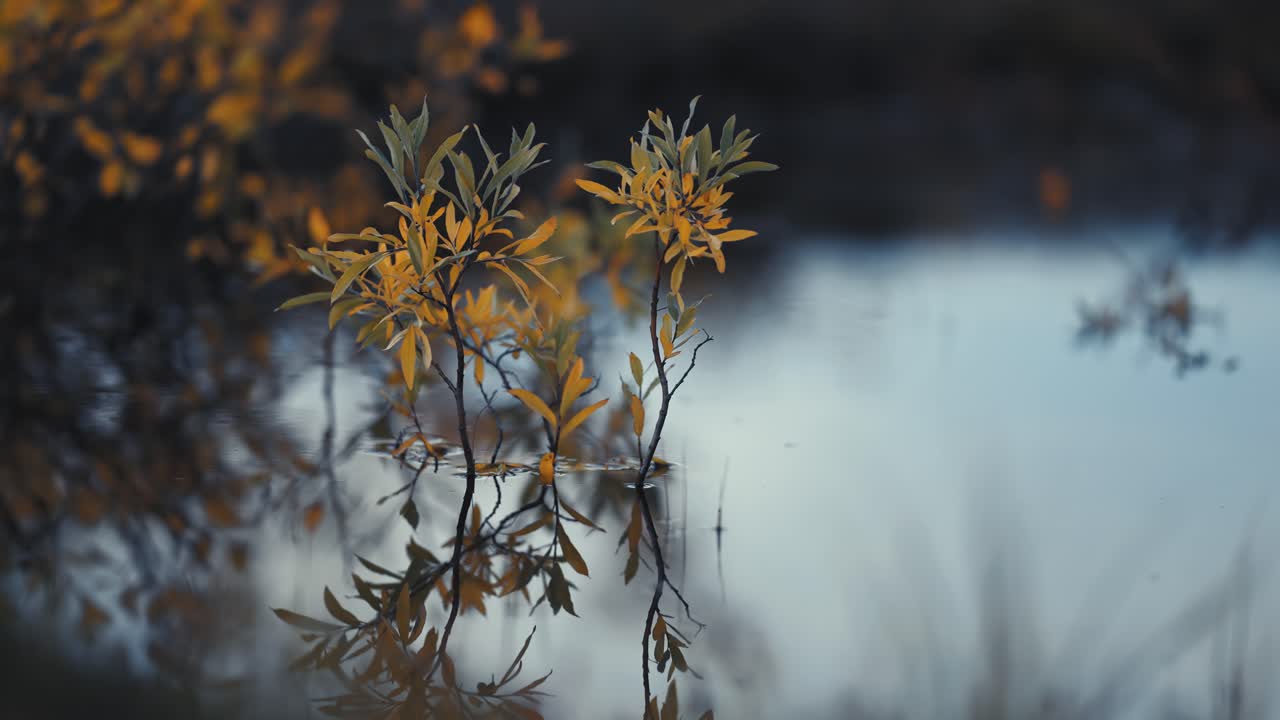 ramas delgadas con hojas amarillo-verdes se paran por encima del agua