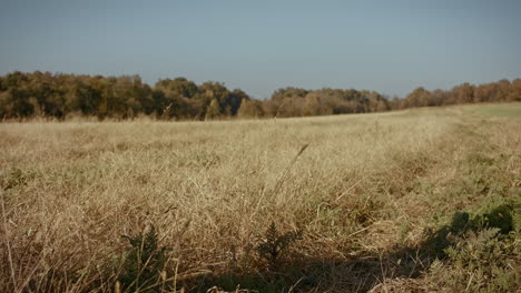 young man walks across the farm land, clothed in suit, hands behind