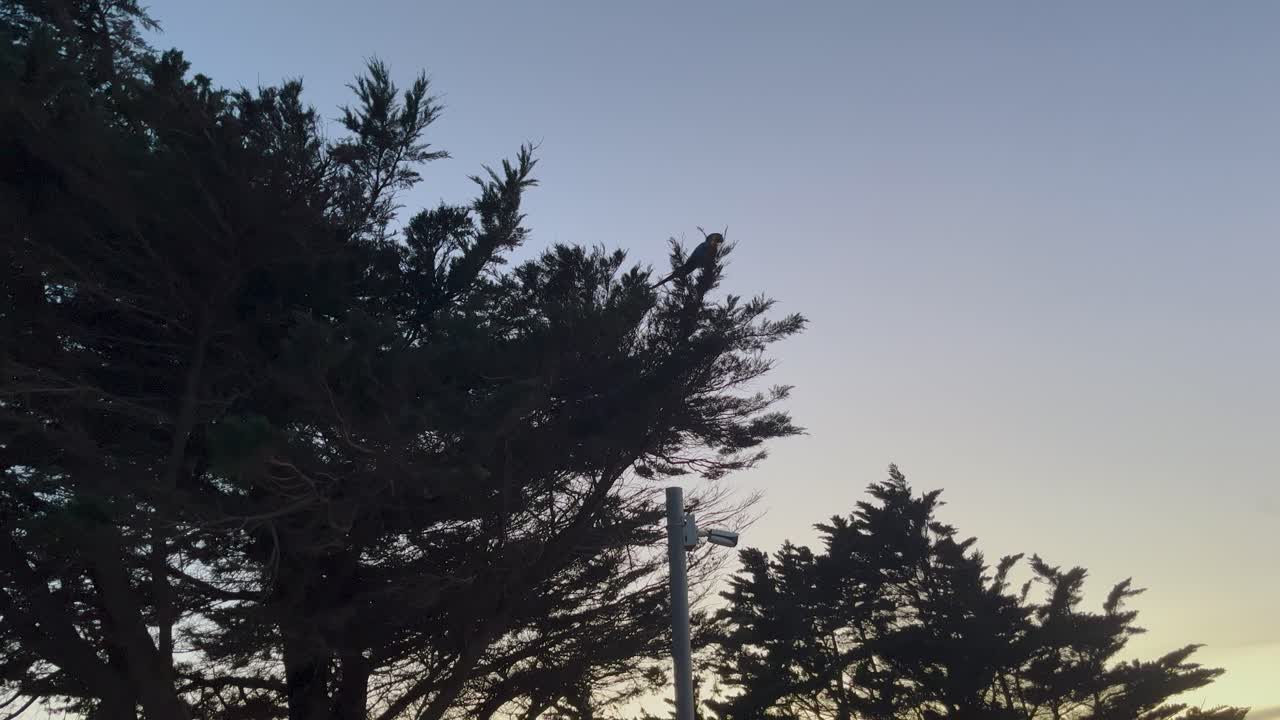 parrot perched on a branch, observing its surroundings at Guincho Beach in the golden hour light of late afternoon.