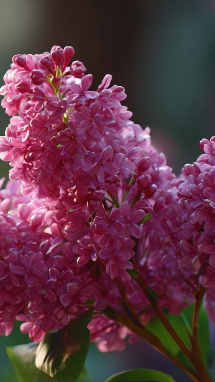 Tampilan Indah Bunga Lilac Merah Muda dalam Cahaya Pagi yang Lembut, Menangkap Warna dan Tekstur Halus Alam dalam Susunan Bunga yang Memukau