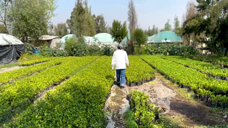 Escena-De-Un-Campesino-Mostrando-Sus-Cultivos-En-Xochimilco,-Ciudad-De-México