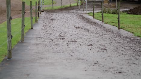 Birds-flying-around-a-wet-driveway-on-a-farm