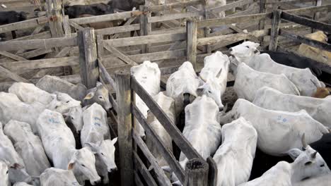 pan shooting of groups of young male and female cattle separated by fences, piled in corral outdoors