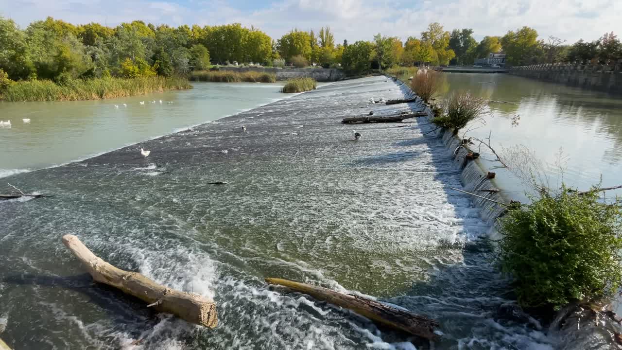Optagelse af en skråning i en flod, hvor vandet strømmer, og ænder og gæs dukker op på jagt efter mad. Vi ser træstammer på skråningen, og der er en gruppe gæs i bunden. Alt er i slow motion