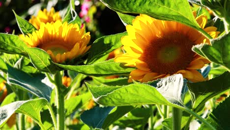 vibrant sunflowers basking in sunlight