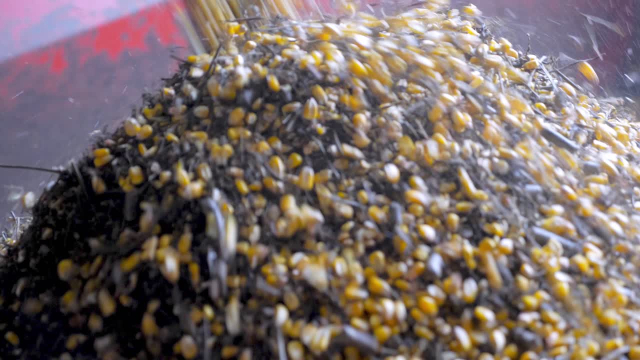 Close-up of soybean grain and corn being poured