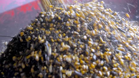 close-up of soybean grain and corn being poured