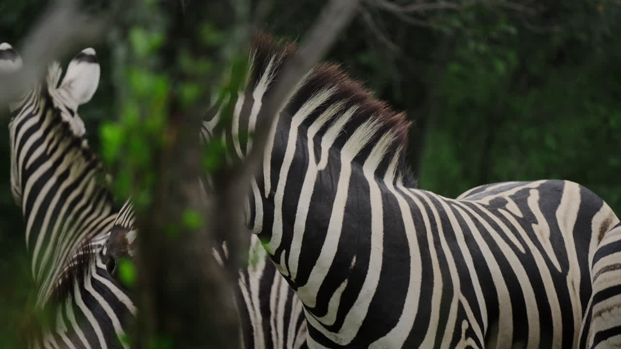 Zebras in their natural habitat