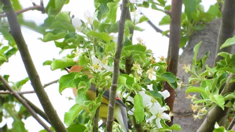 a cedar waxwing perches on a blooming tree branch surrounded by lush green leaves