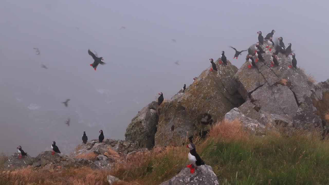 papagayo atlántico (fratercula arctica), en la roca de la isla de runde (noruega).