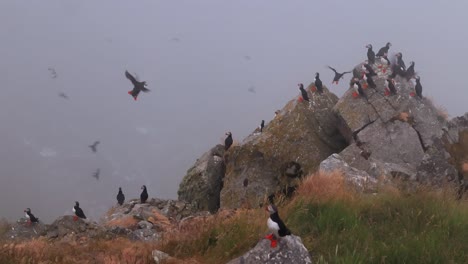 Atlantic-puffin-(Fratercula-arctica),-on-the-rock-on-the-island-of-Runde-(Norway).