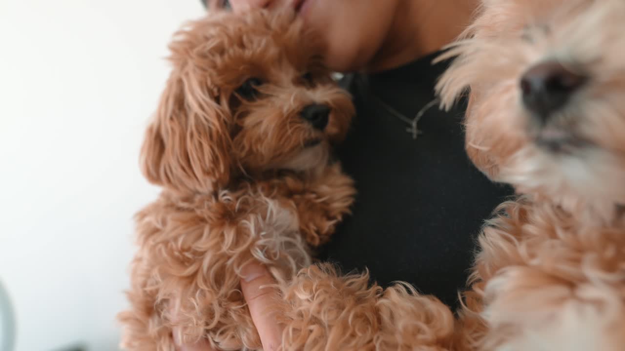 Primo piano di due adorabili cuccioli soffici tenuti in braccio da una persona
