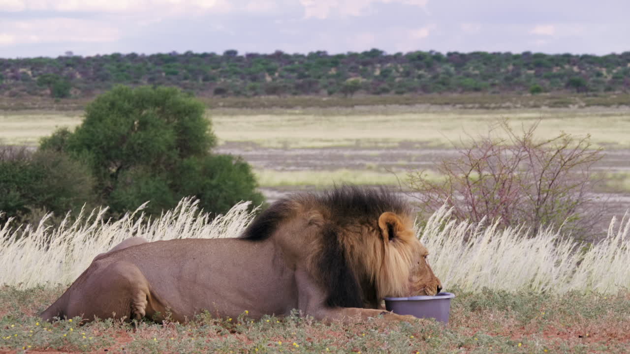 Thirsty Adult Lion Drinking From A Water Bowl While Lying On A Grass Field In Kgalagadi Transfrontier Park, Botswana - Low-Level Shot