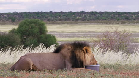 León-Adulto-Sediento-Bebiendo-De-Un-Tazón-De-Agua-Mientras-Está-Acostado-En-Un-Campo-De-Hierba-En-El-Parque-Transfronterizo-Kgalagadi,-Botswana---Disparo-De-Bajo-Nivel