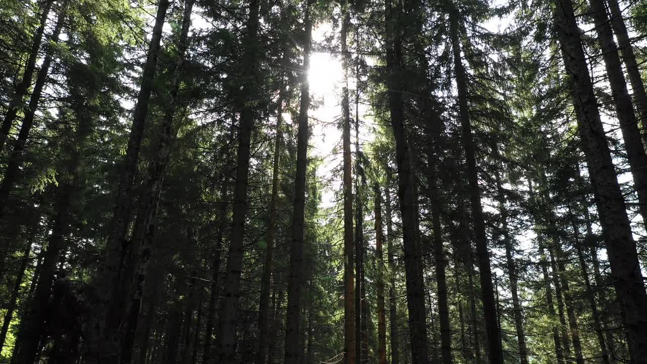 sole che fa capolino attraverso una fitta foresta