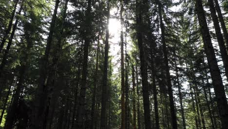 sol asomándose a través de un denso bosque