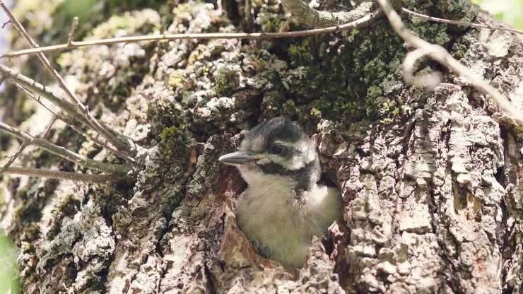 Baby spotted woodpecker popping head out of his nest, looking outside of tree while perched , in Gran Canaria, Canary Islands