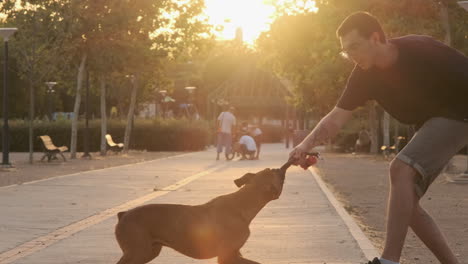 young man playing with his boxer dog in a park at sunset, slow motion video