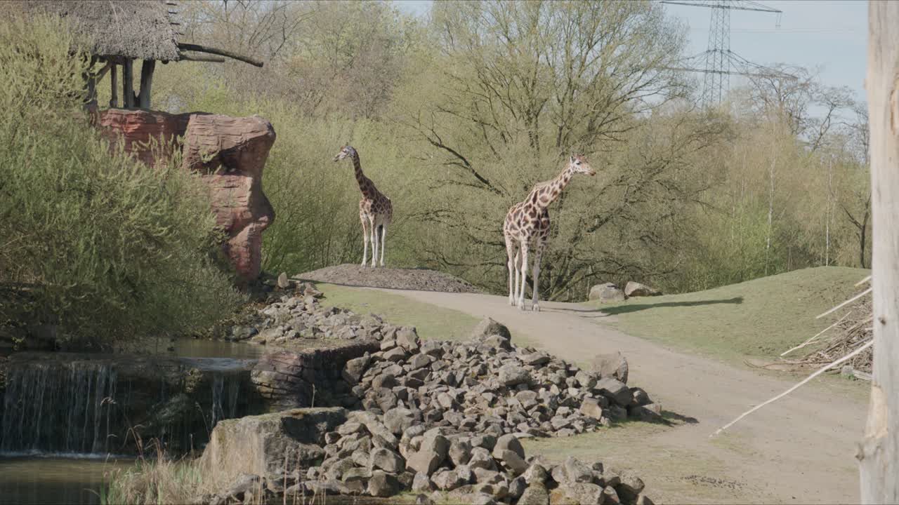 Zwei Giraffen stehen auf einem Pfad nahe einem kleinen Wasserfall in einem Zoogehege mit Felsen, Bäumen und natürlicher Landschaft bei Tageslicht