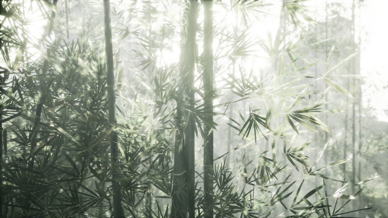 대나무 숲 을 가로지르는 빛