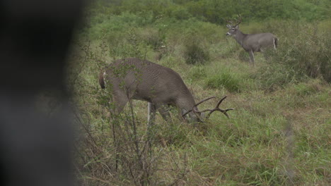 whitetail-bucks-in-Texas,-USA