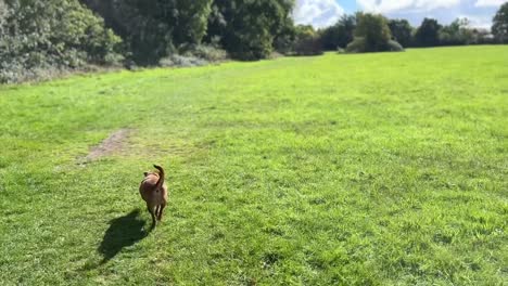 lindo perro marrón caminando a través de un hermoso campo masivo en inglaterra, comenzando con la vista del perro y terminando con el vasto alcance del campo
