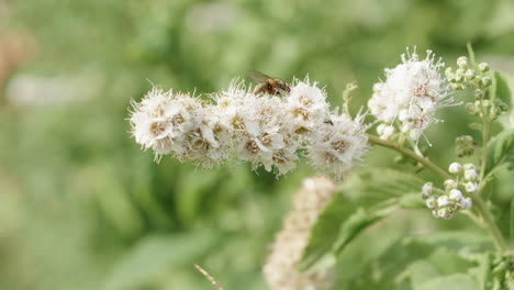 Eine-Fliege-In-Einer-Feldblume,-Die-Wegfliegt