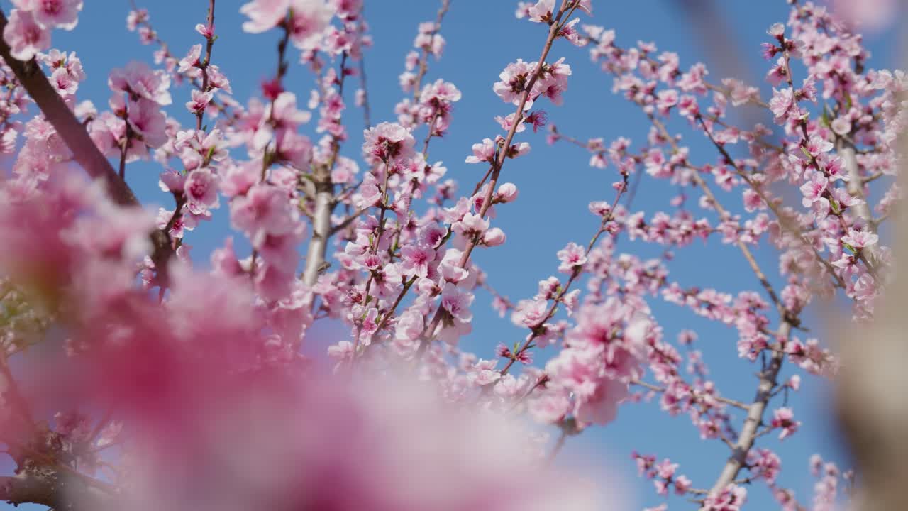 las flores de melocotón rosa en la temporada de primavera contra el cielo azul día soleado