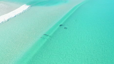 ausgezeichnete luftaufnahme von delfinen, die in der beerenbucht der halbinsel yorke in australien schwimmen