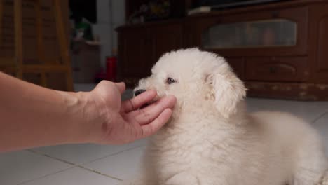 un cachorro blanco y esponjoso disfruta de los suaves rasguños en el mentón en el interior