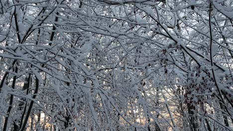 Snowy-winter-wonderland-forest-wood,-tree-branches-covered-with-white-snow