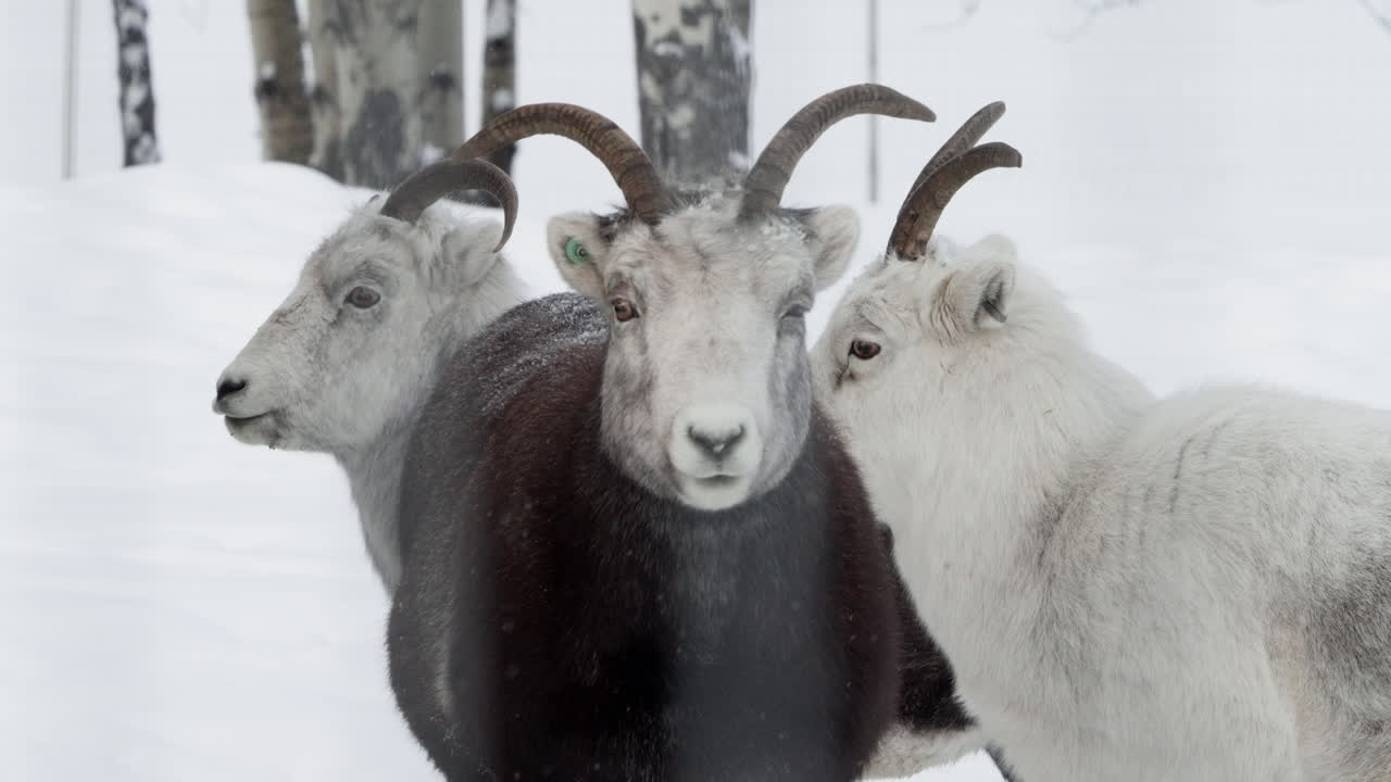 Group Of Dall Sheep In Whitehorse, Yukon, Canada During Winter - Close Up