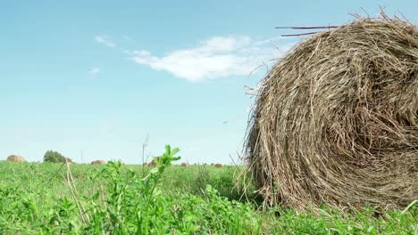 concepto de agricultura. balas de heno en un prado. campo rural en verano con balas de heno. vista de bajo ángulo