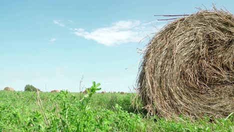 concept of agriculture. hay bales in a meadow. rural field in summer with bales of hay. low angle view