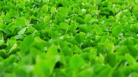 Field-of-soybeans-from-land-that-was-once-part-of-the-Brazilian-savanna-or-cerrado