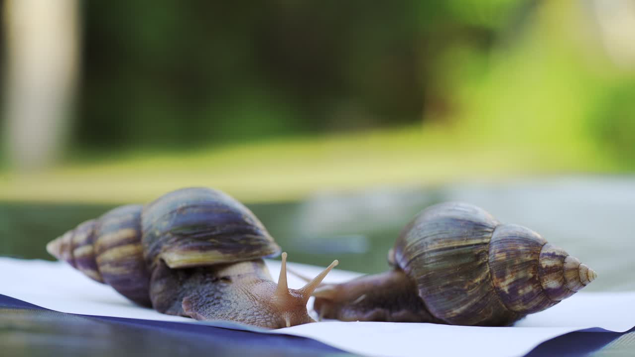 Two Achatina snails crawl on a white sheet of paper. Large African snails Achatina Fulica.