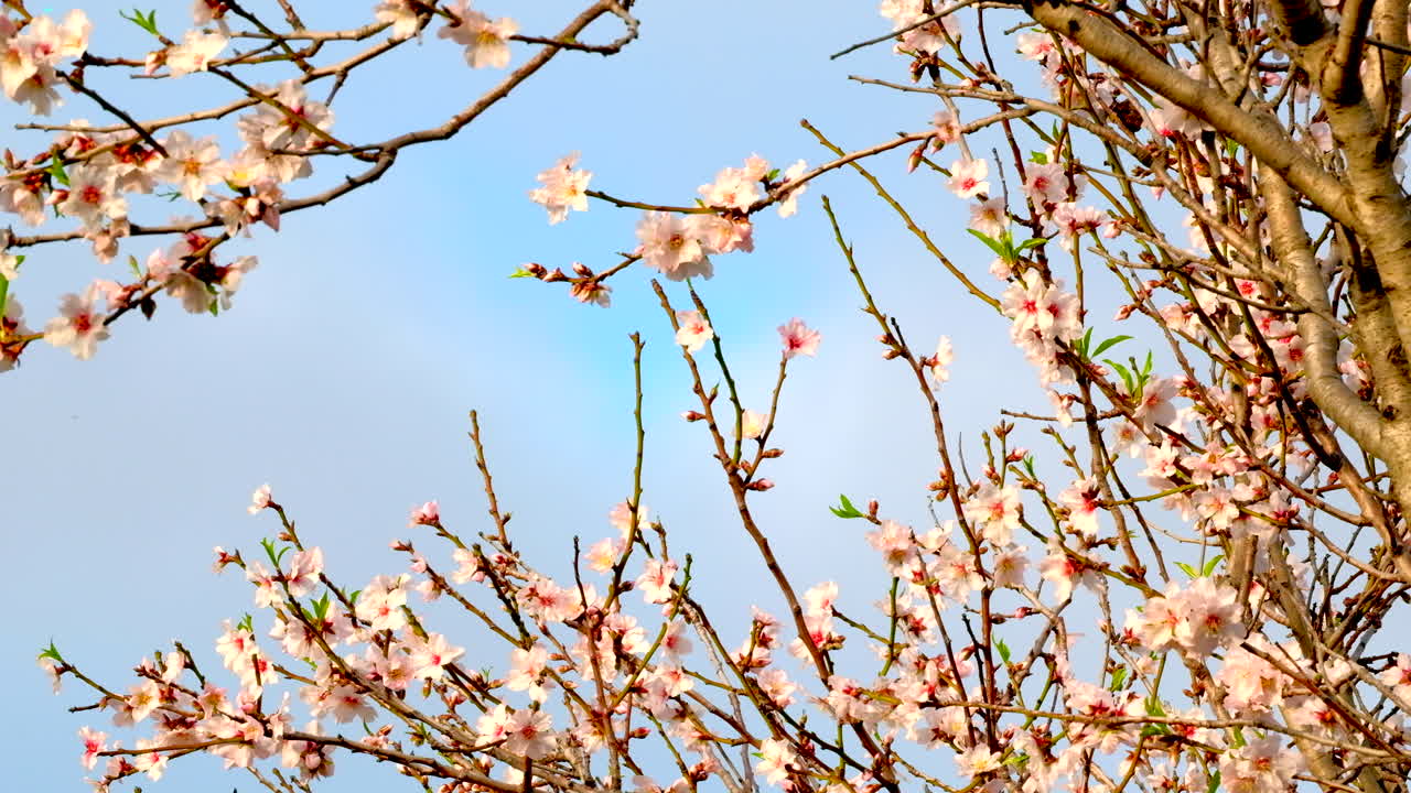Fresh blossoms from fruit tree during spring time agains blue sky, telephoto