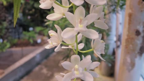 Blooming-white-orchid-flowers-inside-a-glasshouse-garden-with-warm-light