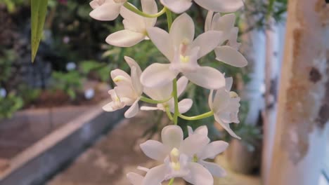 flores de orquídeas blancas en flor dentro de un jardín de invernadero con luz cálida