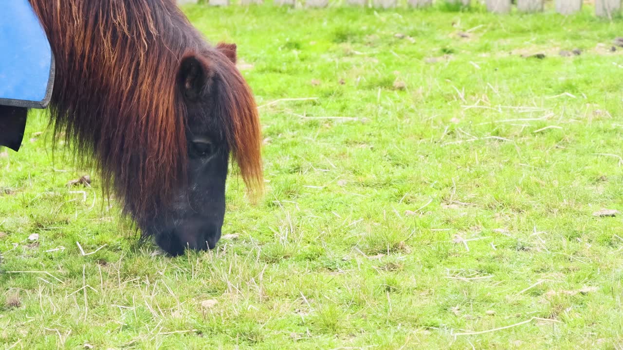 A miniature horse with a blue blanket grazes peacefully on lush green grass.