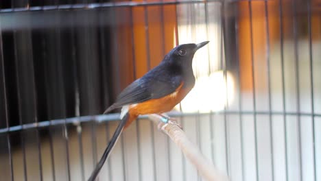 Beautiful-White-rumped-shama-on-a-branch-in-a-cage-and-blur-background,-stone-magpie-or-copsychus-malabaricus